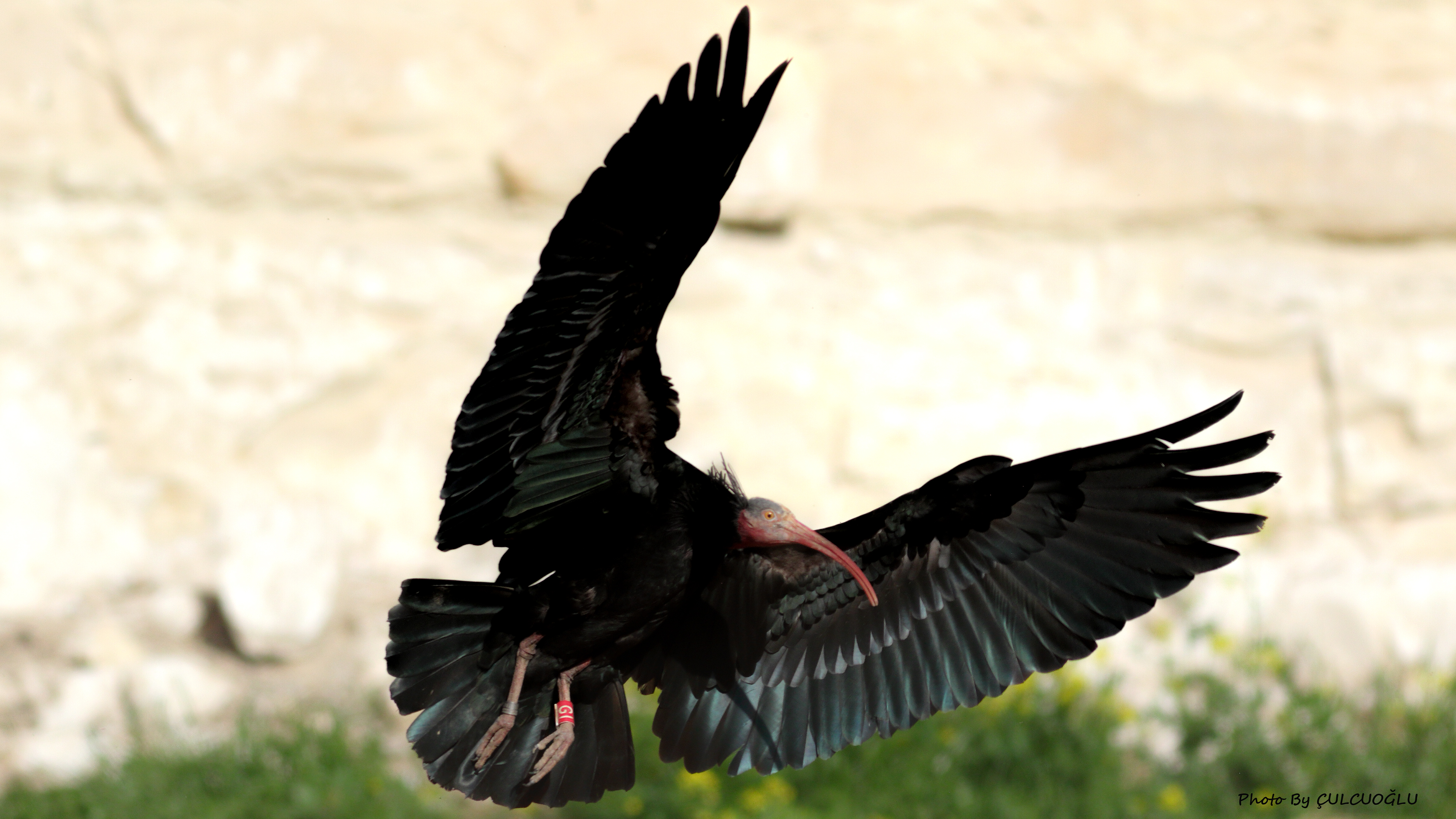 Northern Bald Ibis